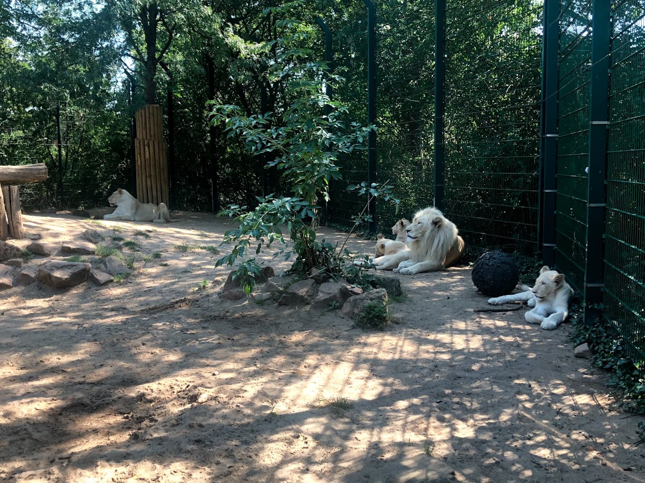 Zoo Magdeburg- another pic of the white lion family- 2020