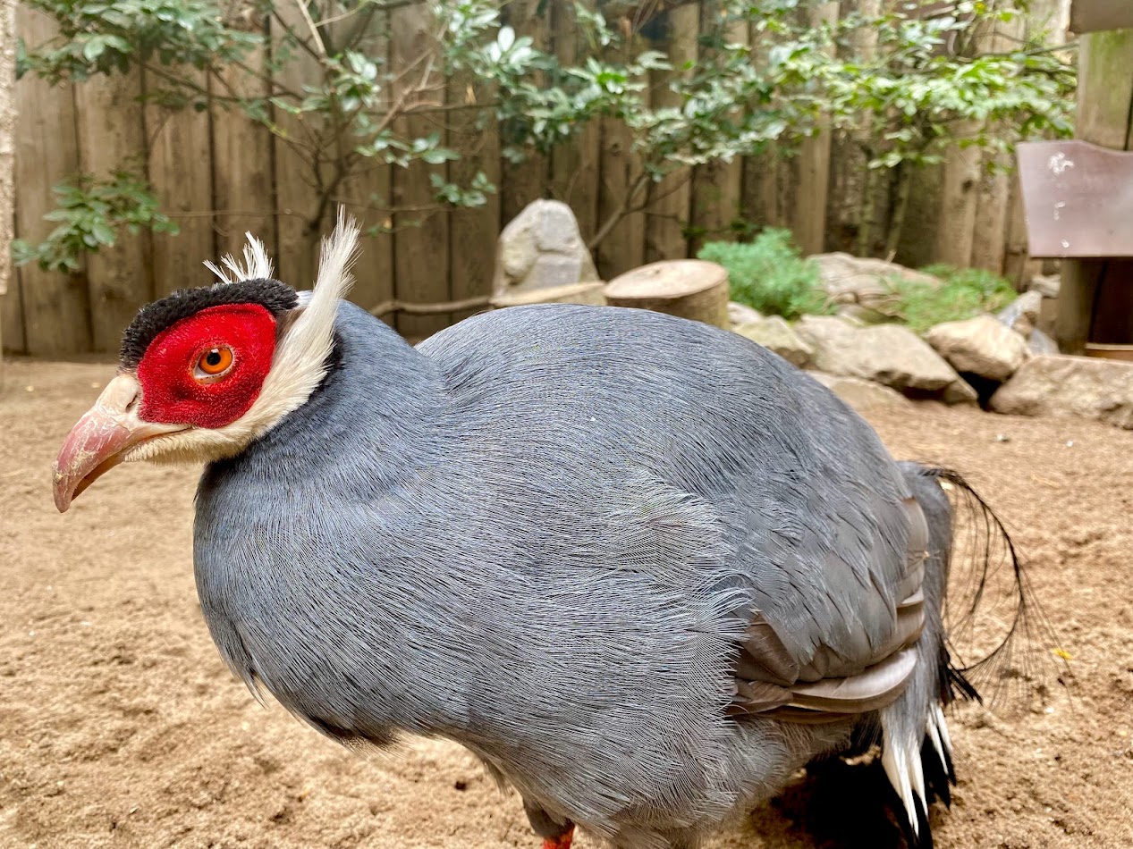 Zoo Magdeburg- blue eared pheasant- 2022