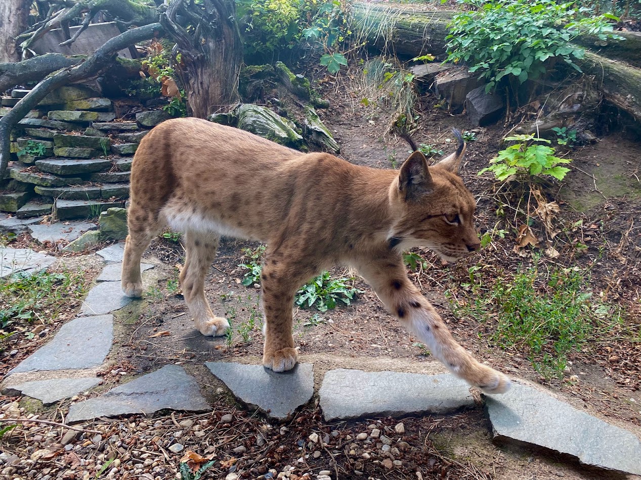 Zoo Magdeburg- Caspian lynx- 2022