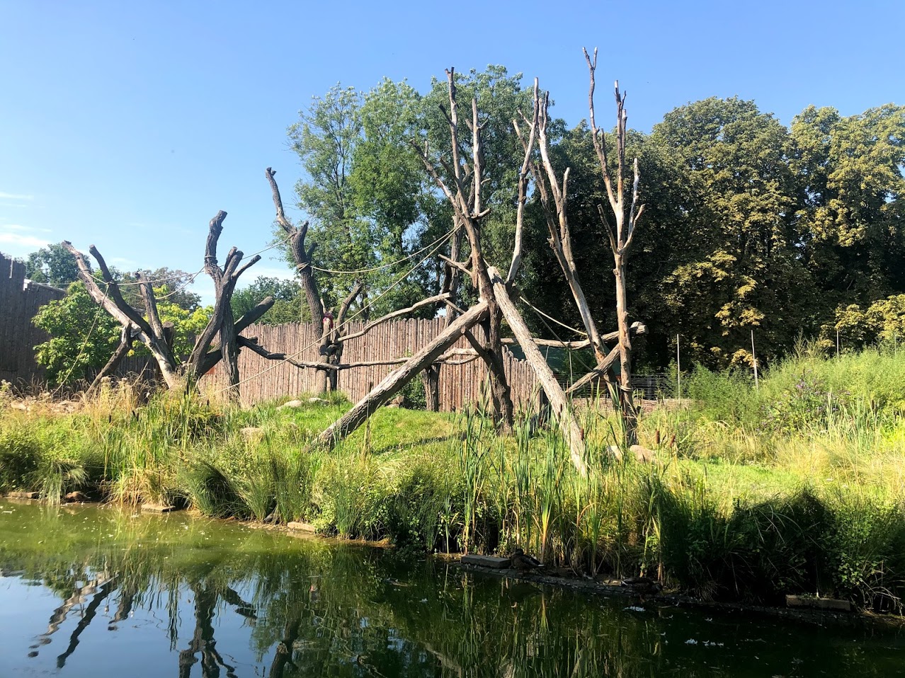 Zoo Magdeburg- chimp outdoor enclosure- 2020