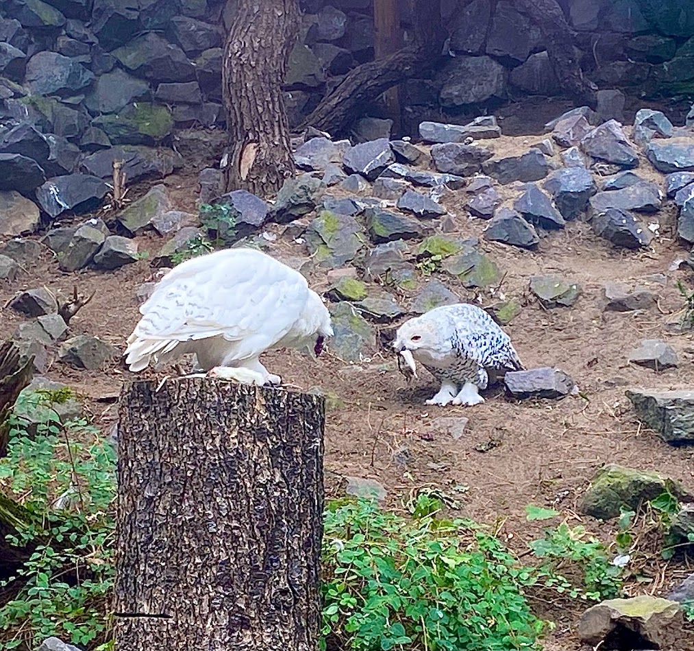 Zoo Magdeburg- eating snow owls- 2022