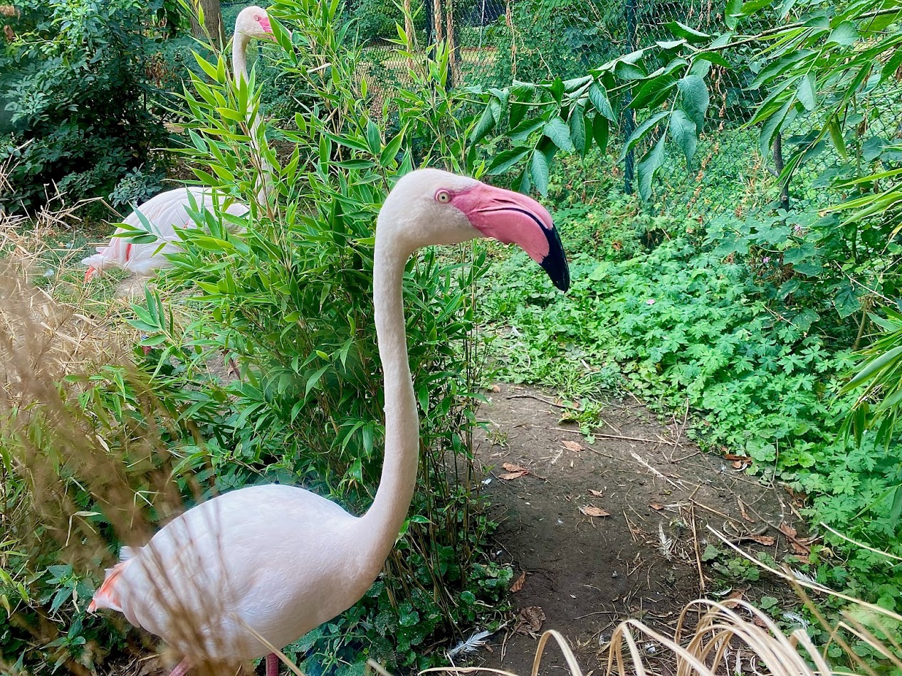 Zoo Magdeburg- flamingo- 2022