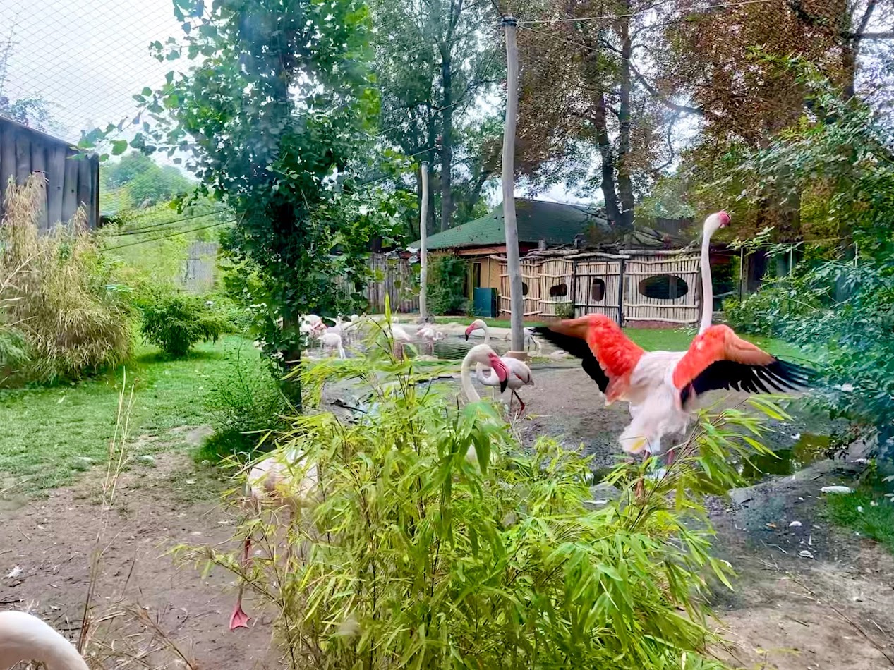 Zoo Magdeburg- flamingo enclosure- 2022