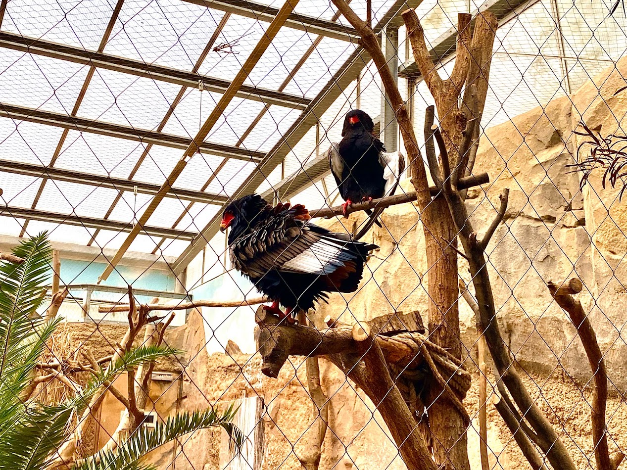 Zoo Magdeburg- gaur- 2022