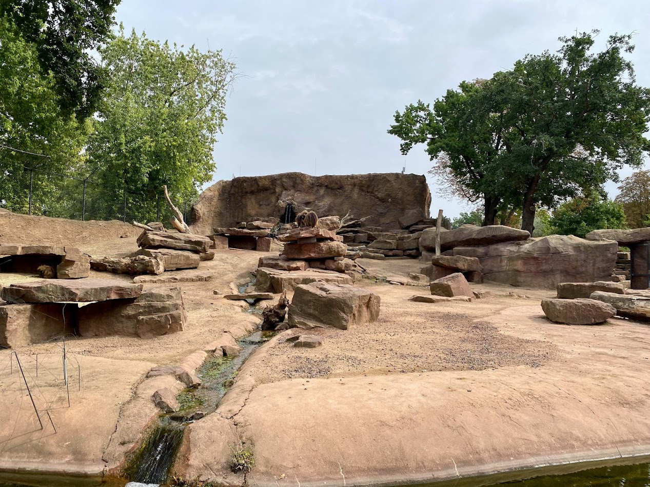 Zoo Magdeburg- gelada and ibex enclosure- 2022