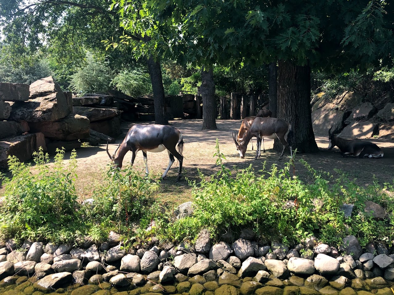 Zoo Magdeburg- group of blesbock- 2020
