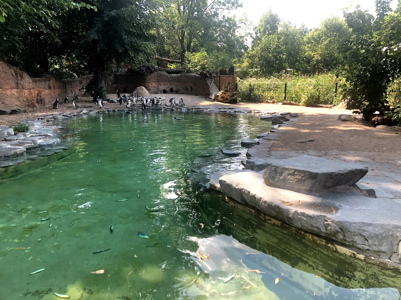 Zoo Magdeburg- jackass penguin enclosure- 2020