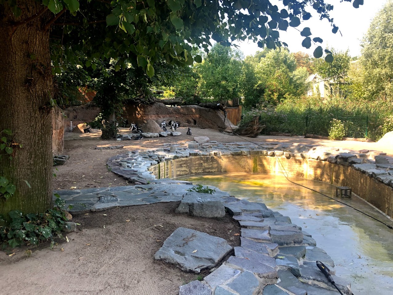 Zoo Magdeburg- jackass penguin enclosure with empty pool- 2020