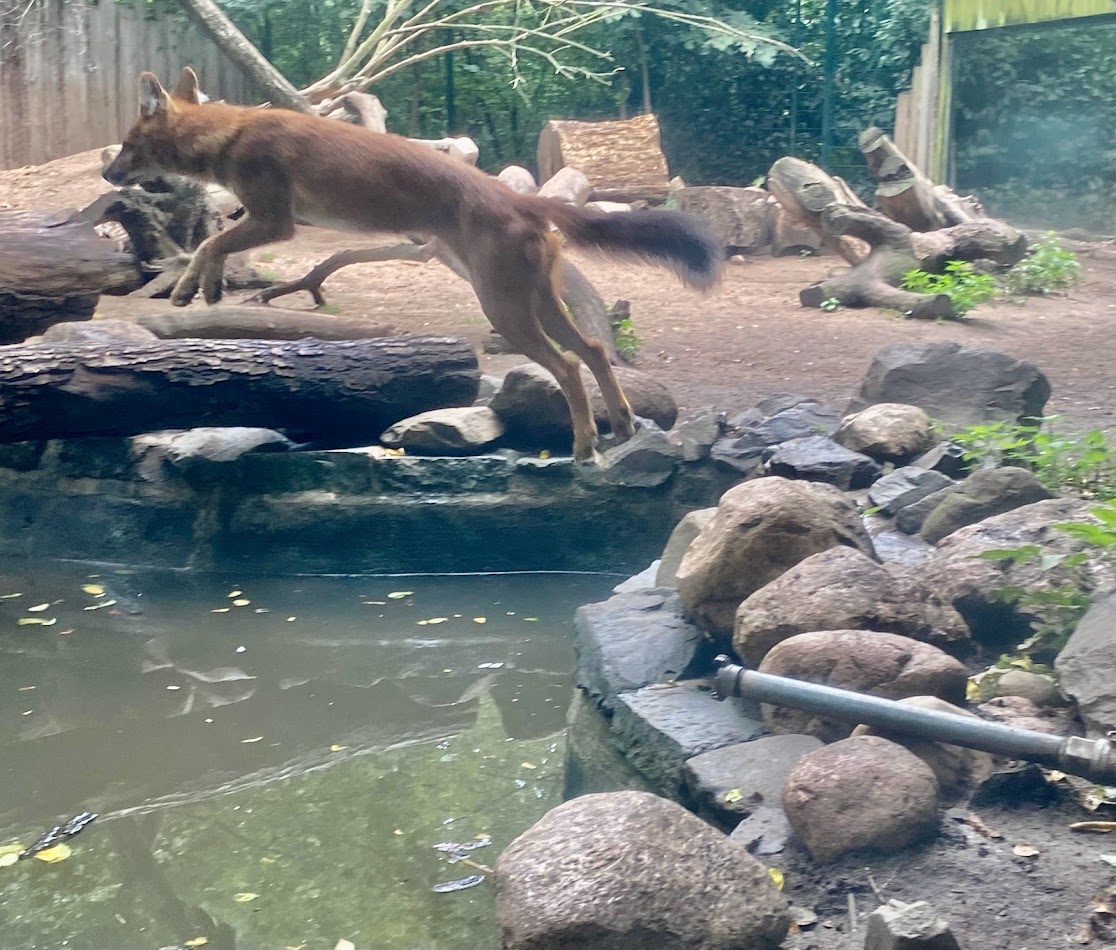 Zoo Magdeburg- jumping dhole- 2022