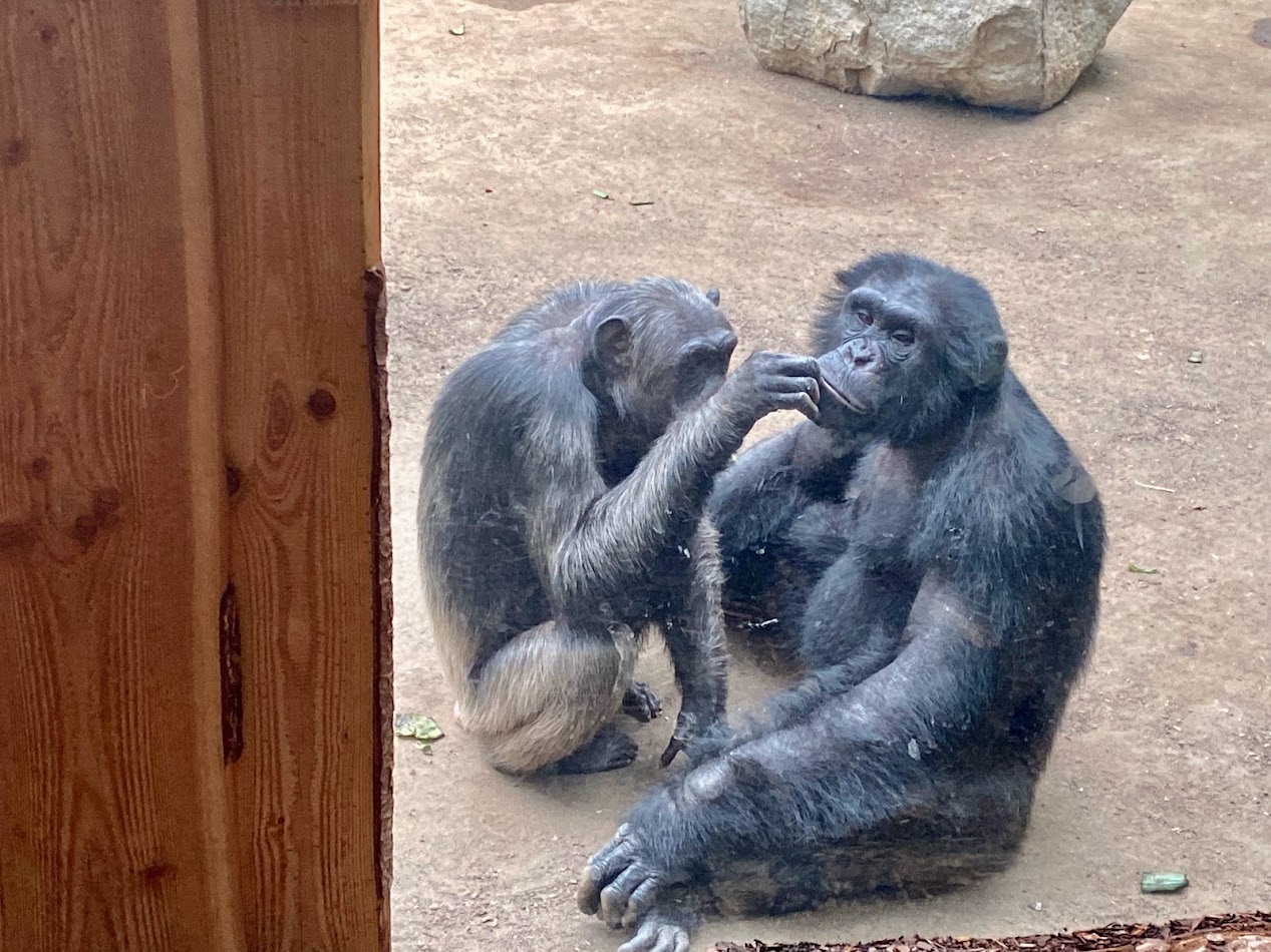 Zoo Magdeburg- lousing chimpanzees- 2022