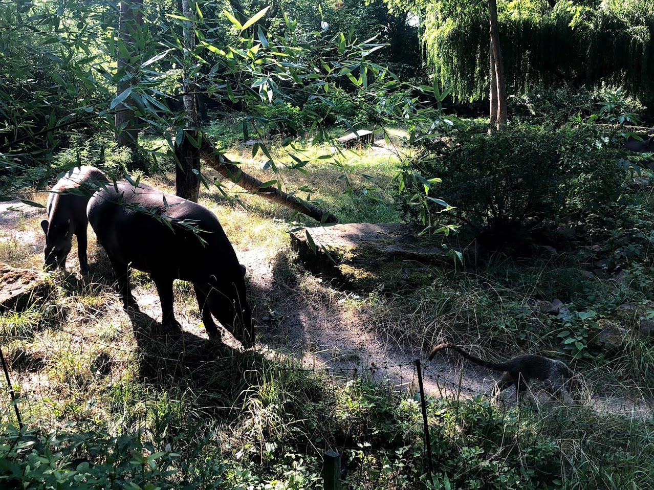 Zoo Magdeburg- lowland tapir together with coati- 2020