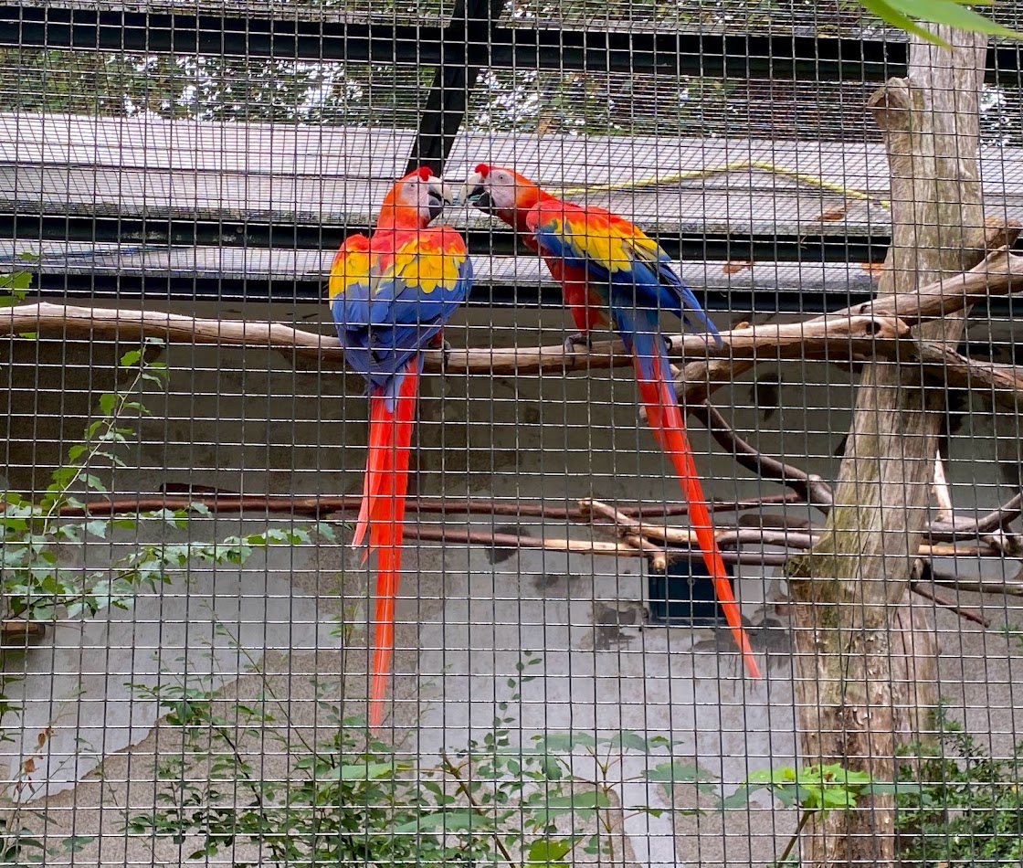 Zoo Magdeburg- macaws- 2022