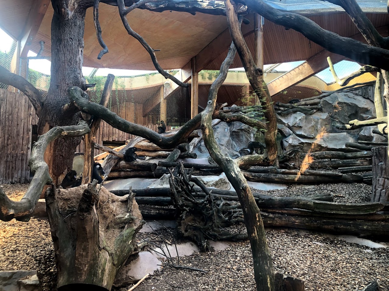 Zoo Magdeburg- mandrill enclosure- 2020