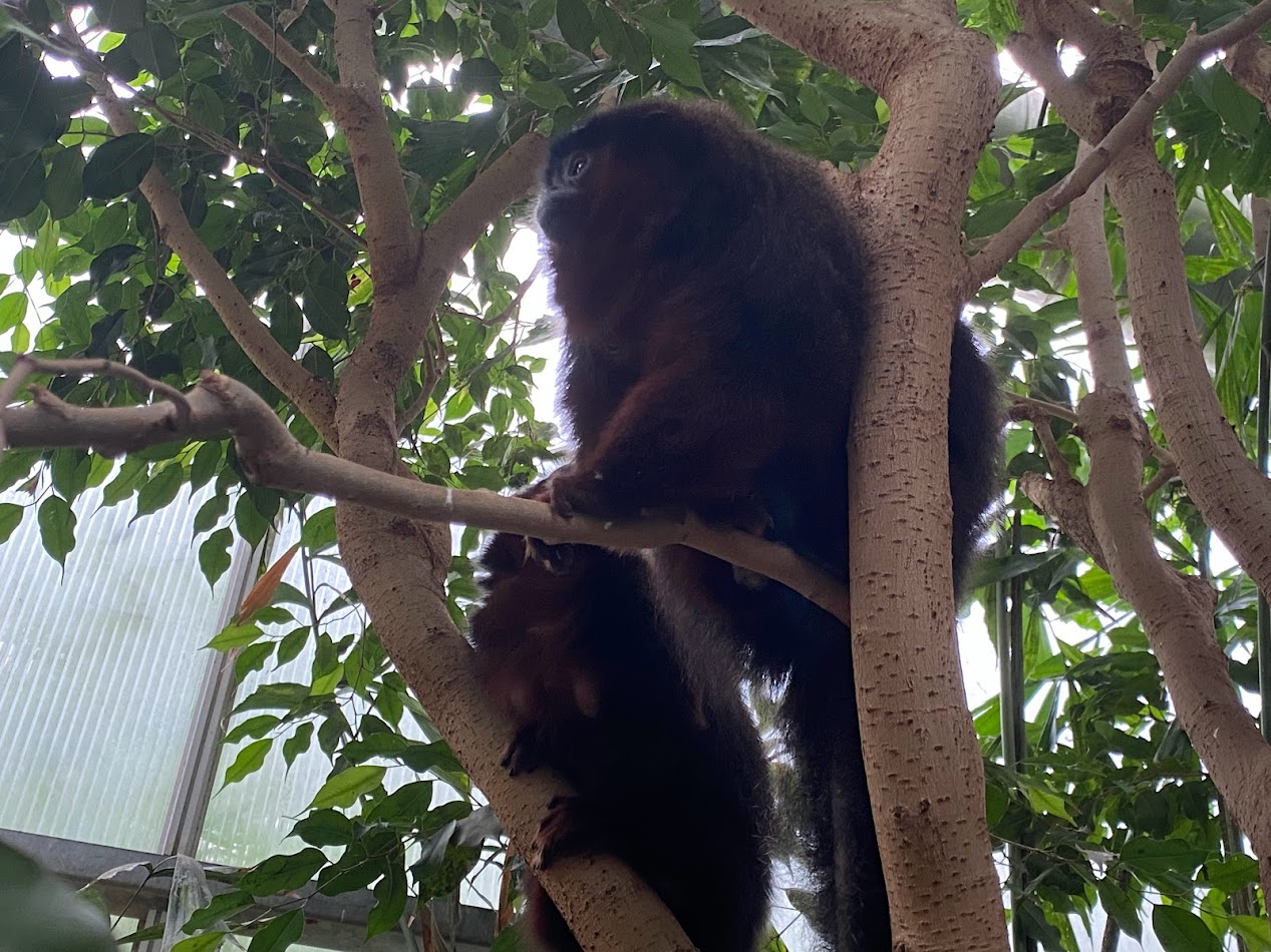 Zoo Magdeburg- monkey- 2022