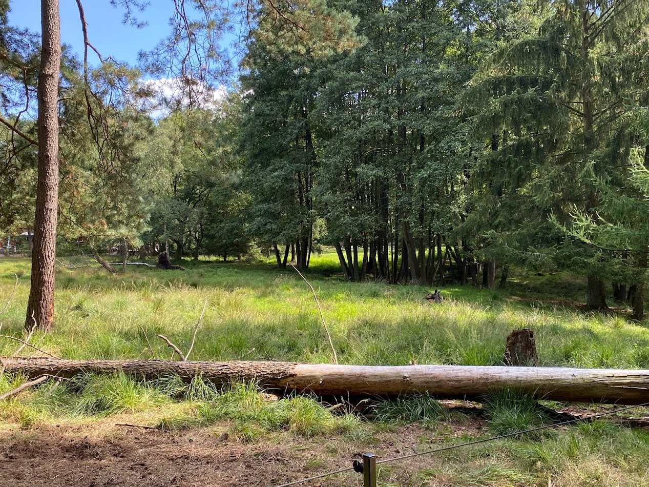 Zoo Magdeburg- moose enclosure- 2022