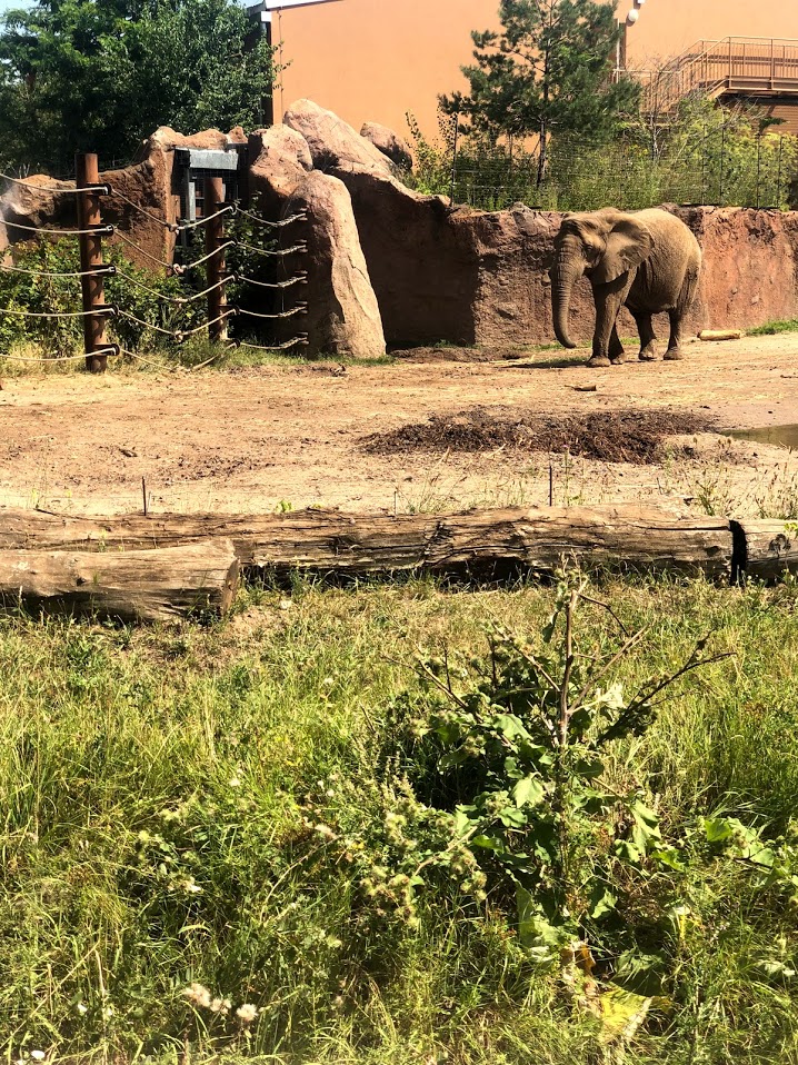 Zoo Magdeburg- older female african elephant Mwene in second exhibit- 2020