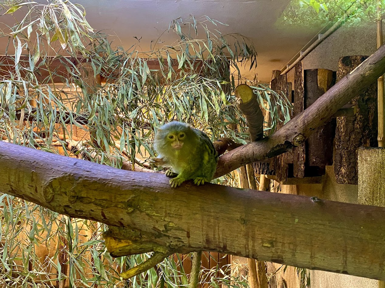 Zoo Magdeburg- pygmy marmoset- 2022