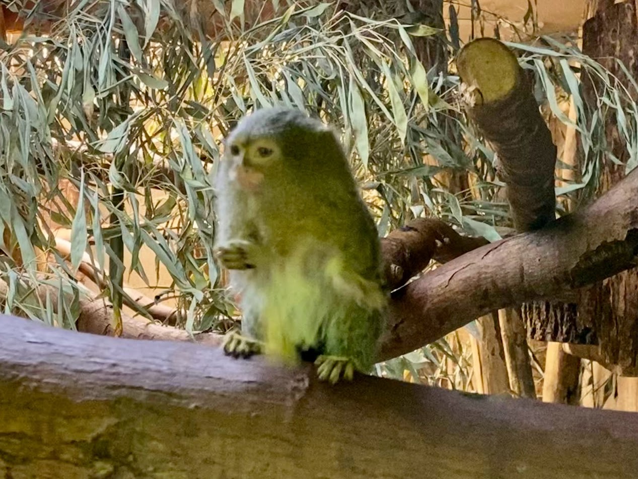 Zoo Magdeburg- pygmy marmoset throwing food- 2022