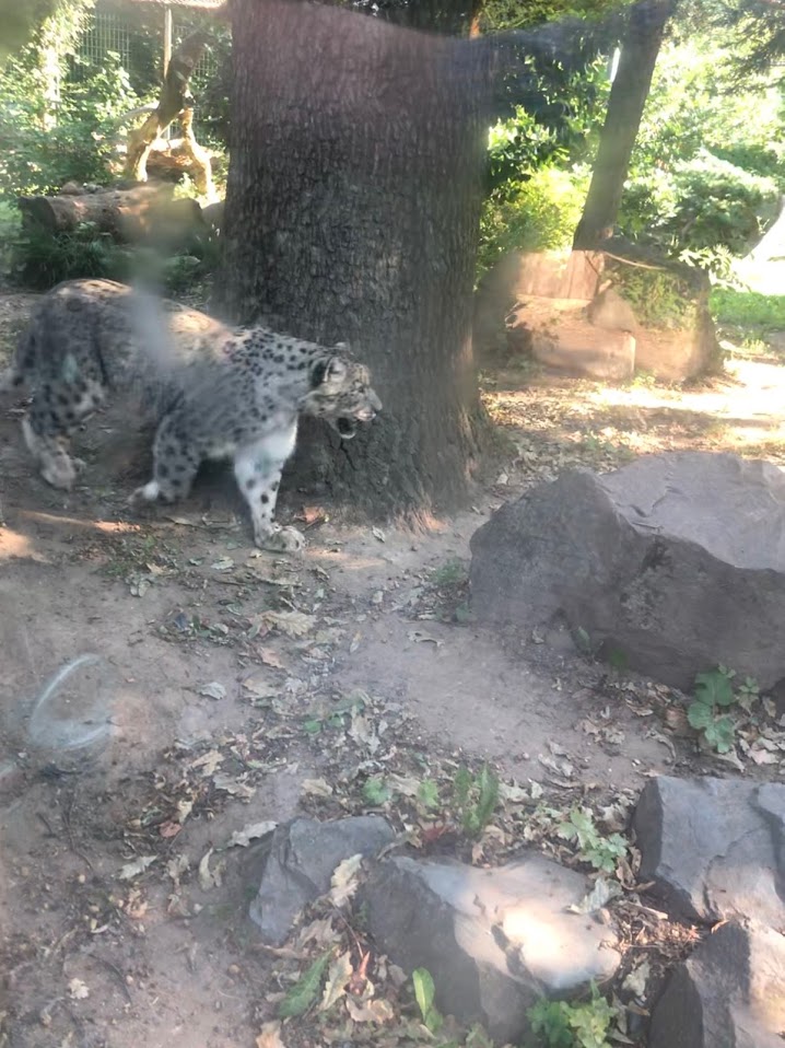 Zoo Magdeburg- snow leopard- 2020