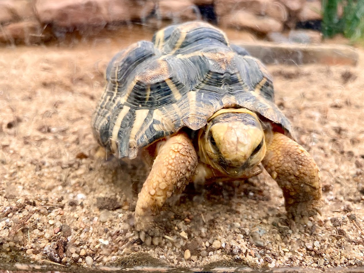 Zoo Magdeburg- tortoise- 2022