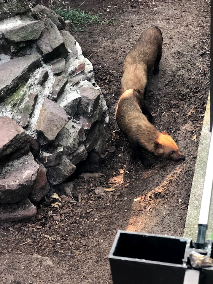 Zoo Magdeburg- two bush dogs- 2020