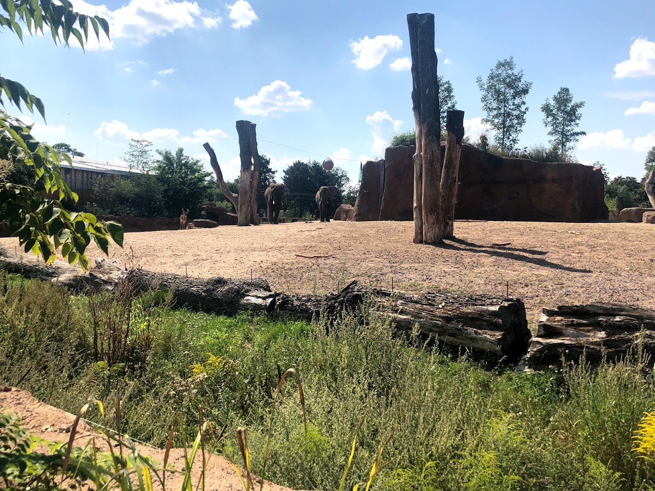 Zoo Magdeburg- two male African elephants with one male lechwe waterbuck- 2020