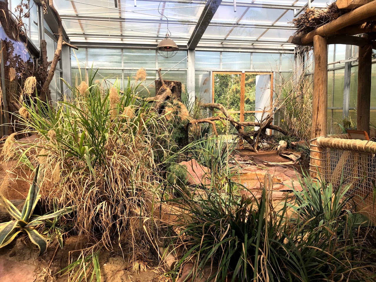 Zoo Magdeburg- walkthrough sand cat enclosure- 2020