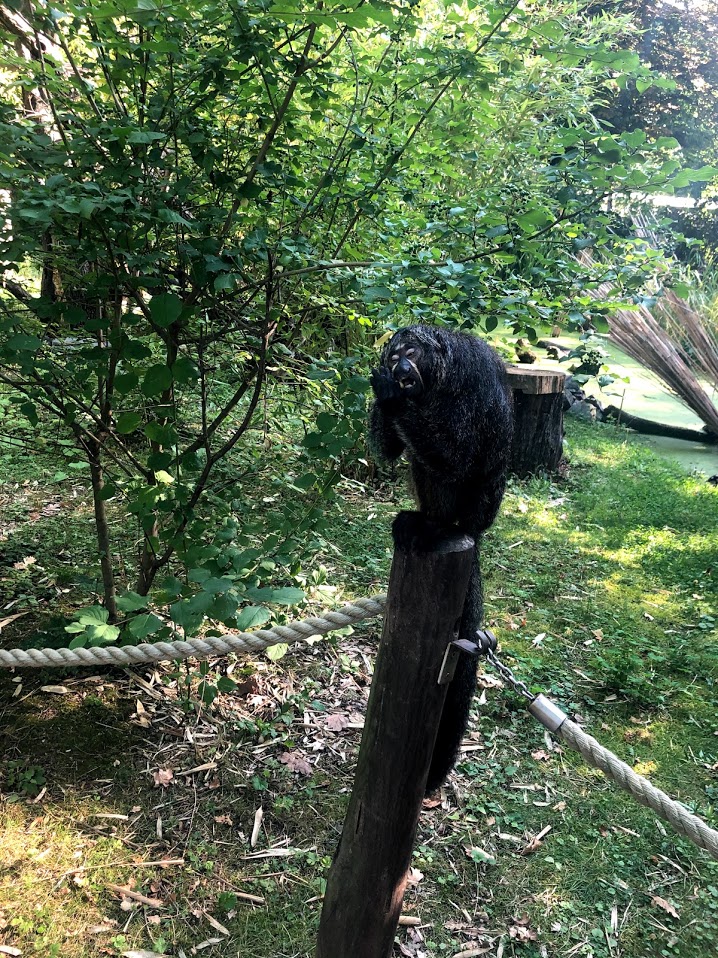 Zoo Magdeburg- white-headed saki eating an acorn- 2020