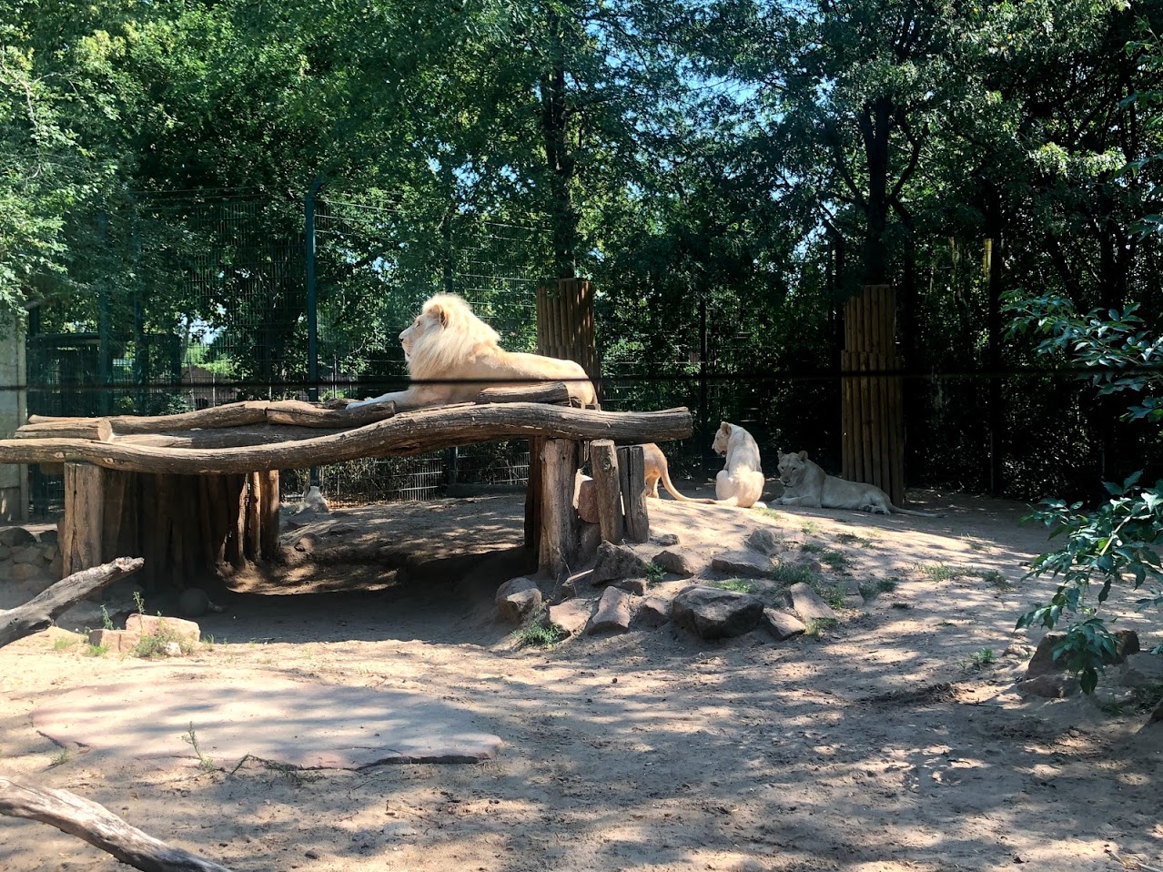 Zoo Magdeburg- white lion family- 2020
