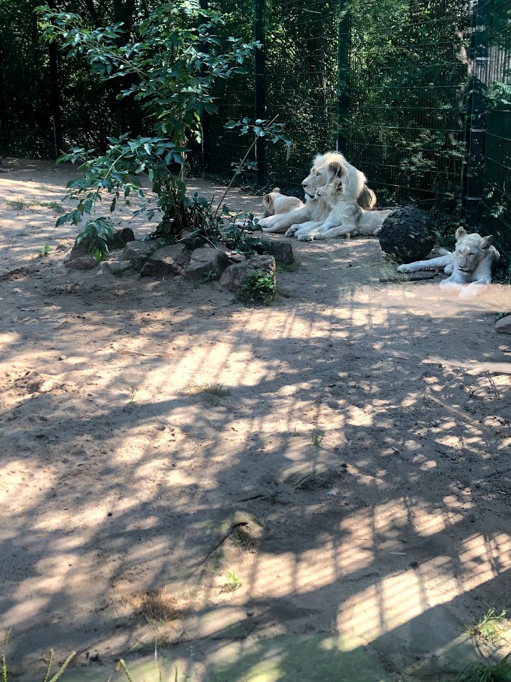 Zoo Magdeburg- white lion family- 2020