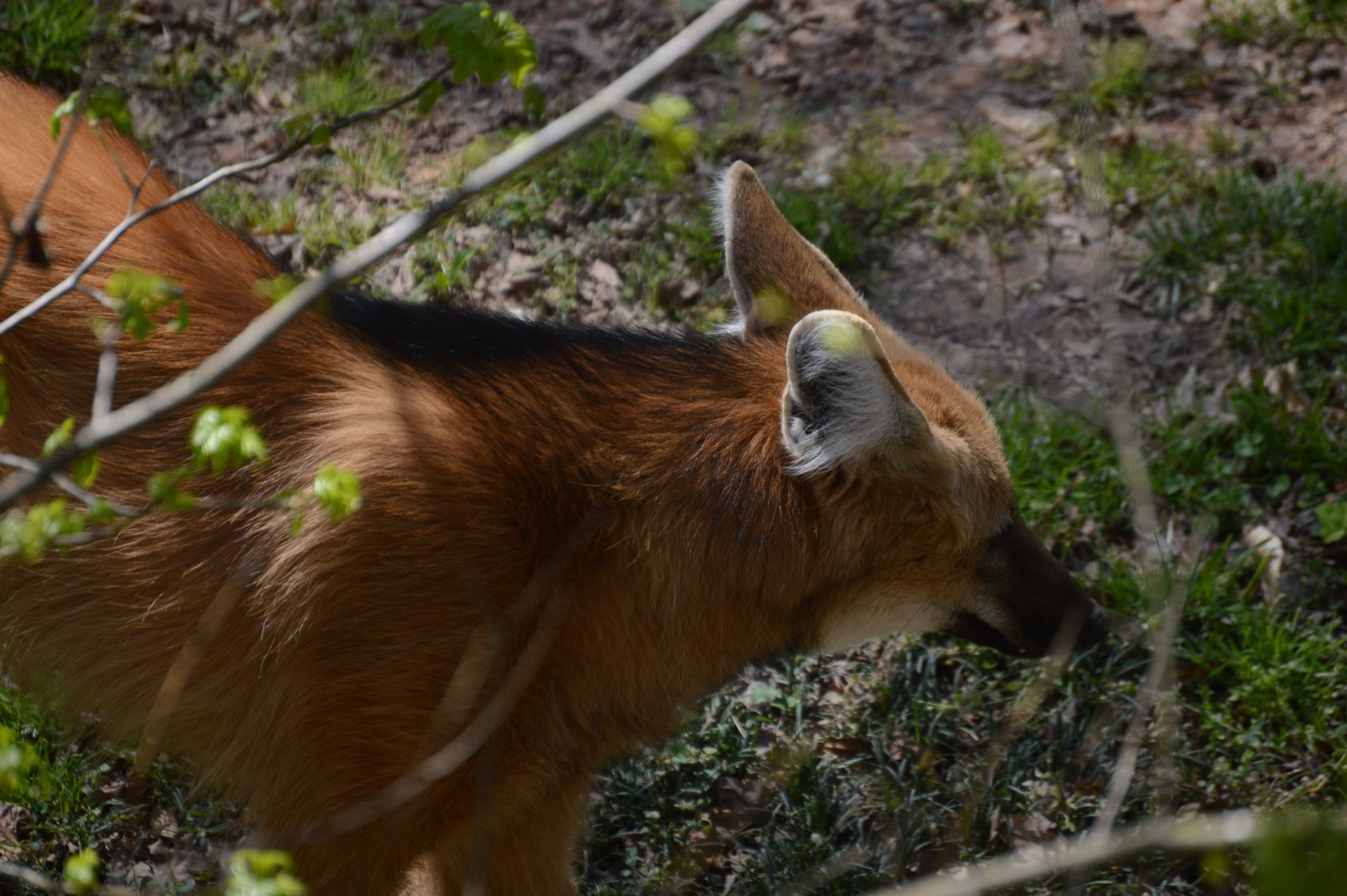 Zoo - Maned Wolf (Chrysocyon brachyurus)