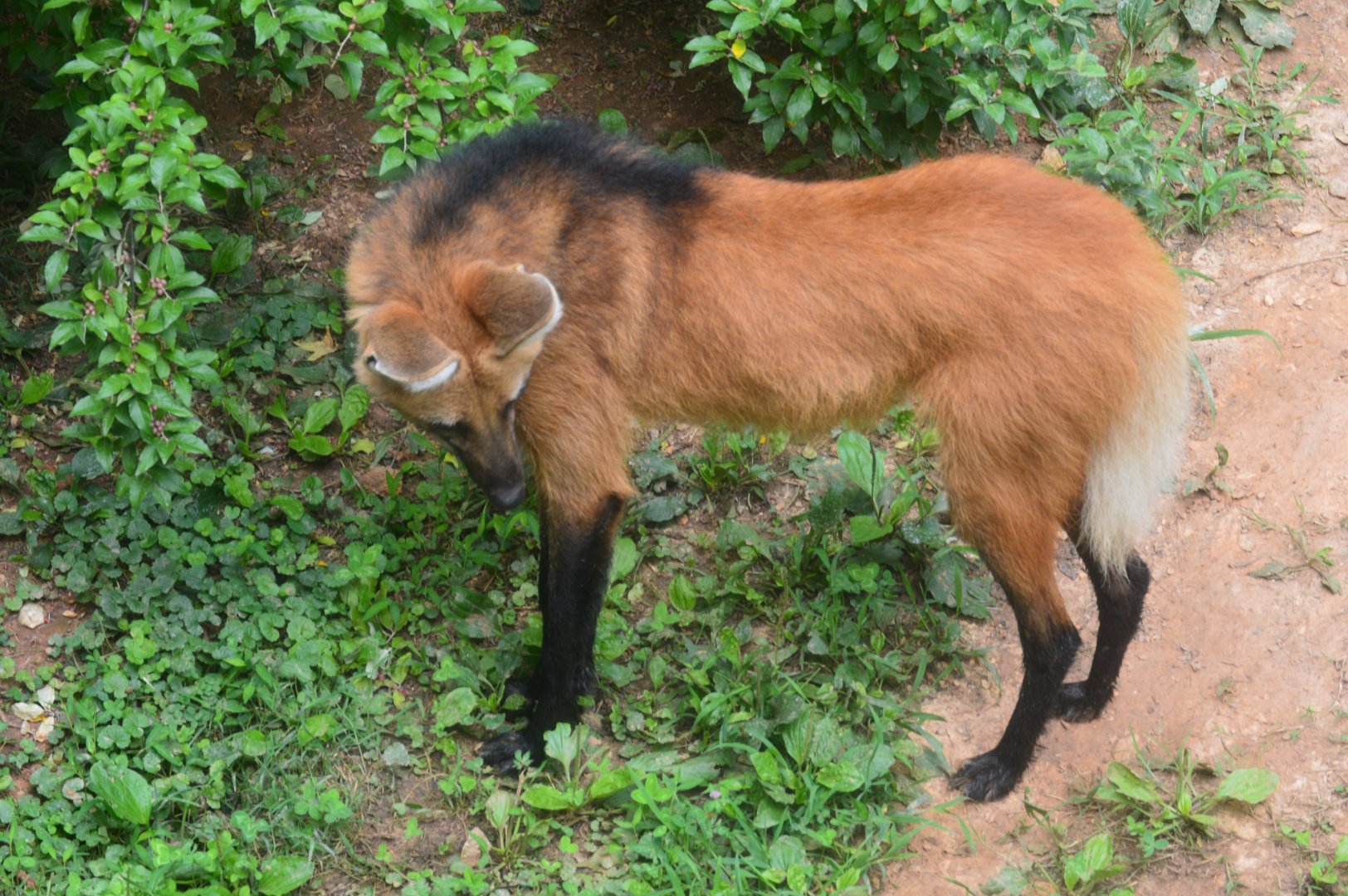 Zoo - Maned Wolf