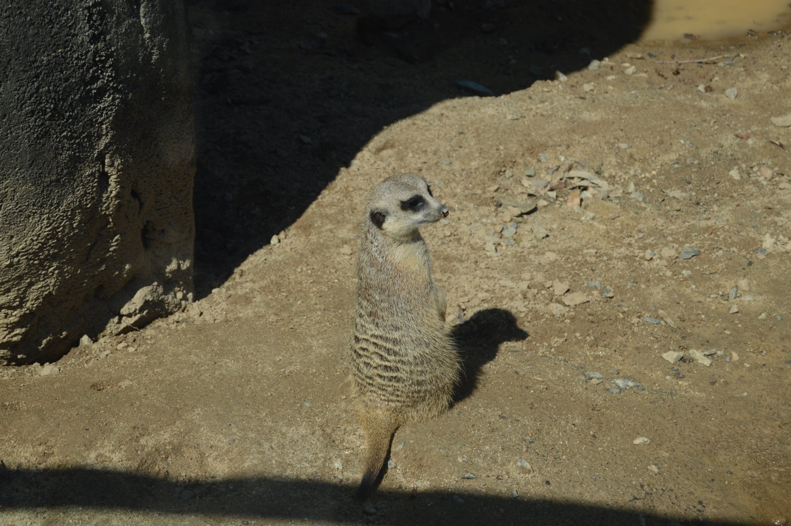 Zoo - Meerkat (Suricata suricatta)
