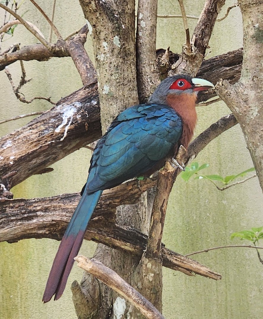 Zoo Miami (2023) - Chestnut-breasted Malkoha