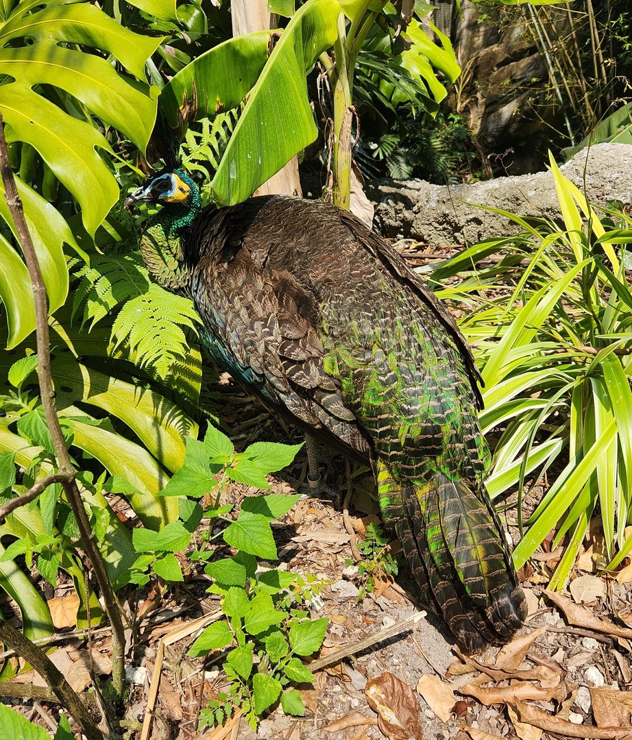 Zoo Miami (2023) - Green Peafowl