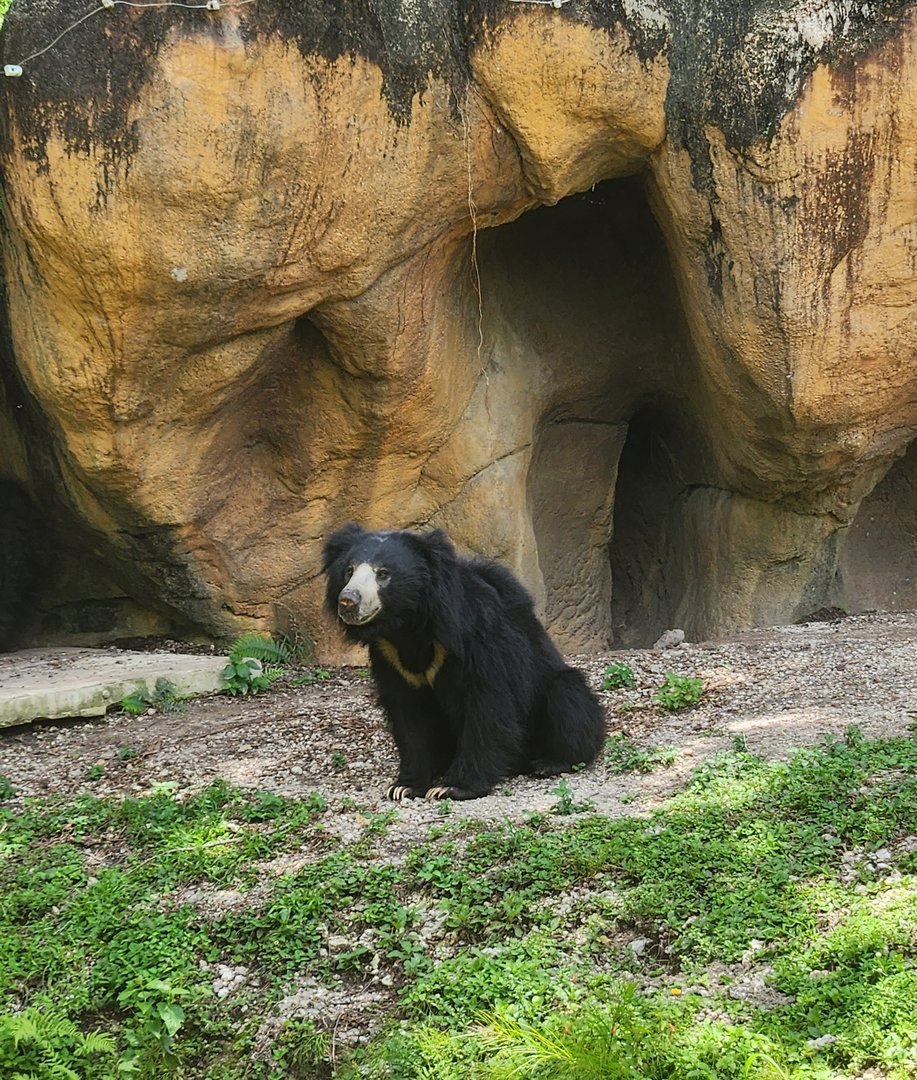 Zoo Miami (2023) - Sloth Bear