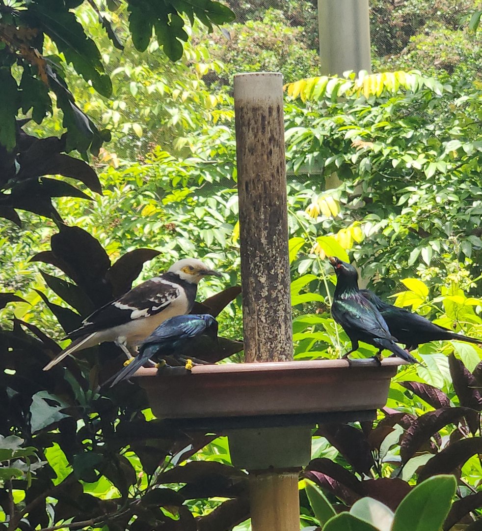 Zoo Miami (2023) - Starlings feeding