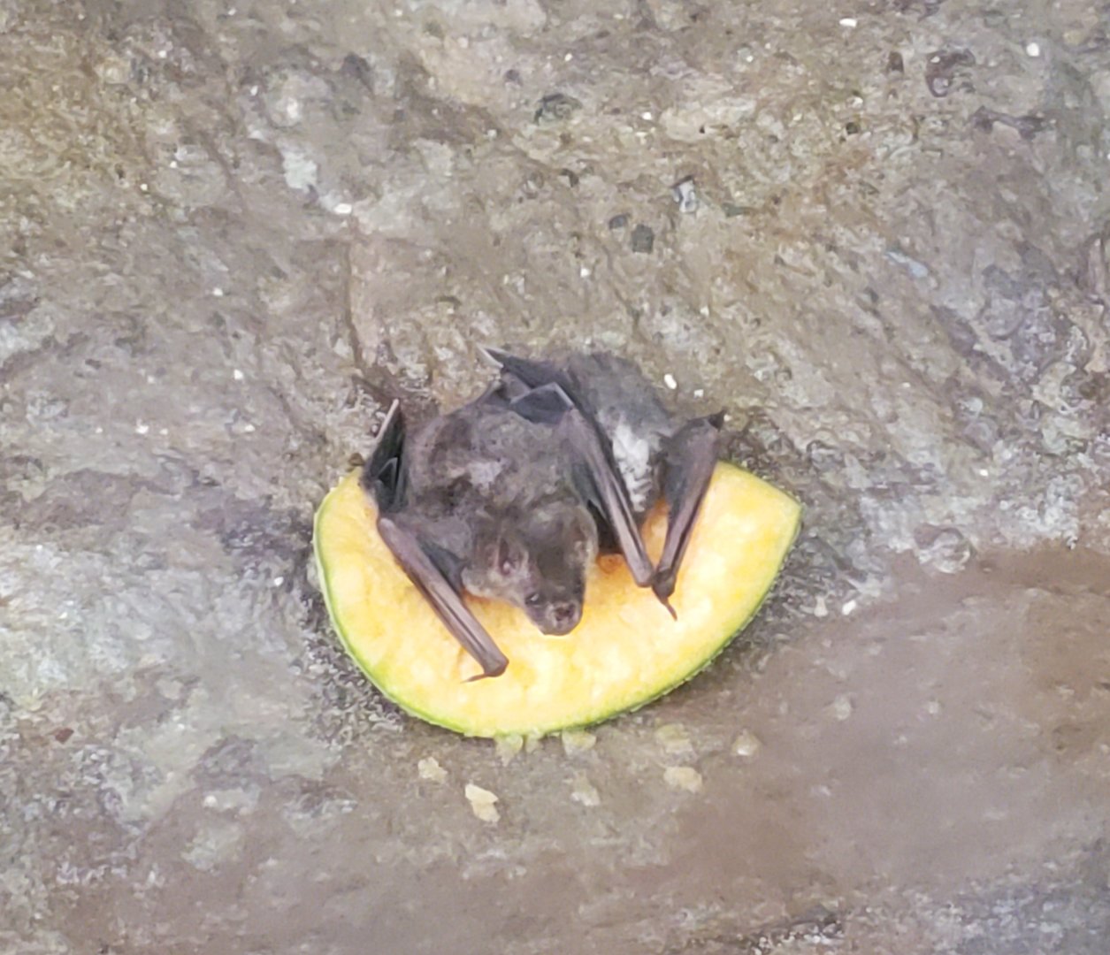 Zoo Miami - Amazon & Beyond Bat