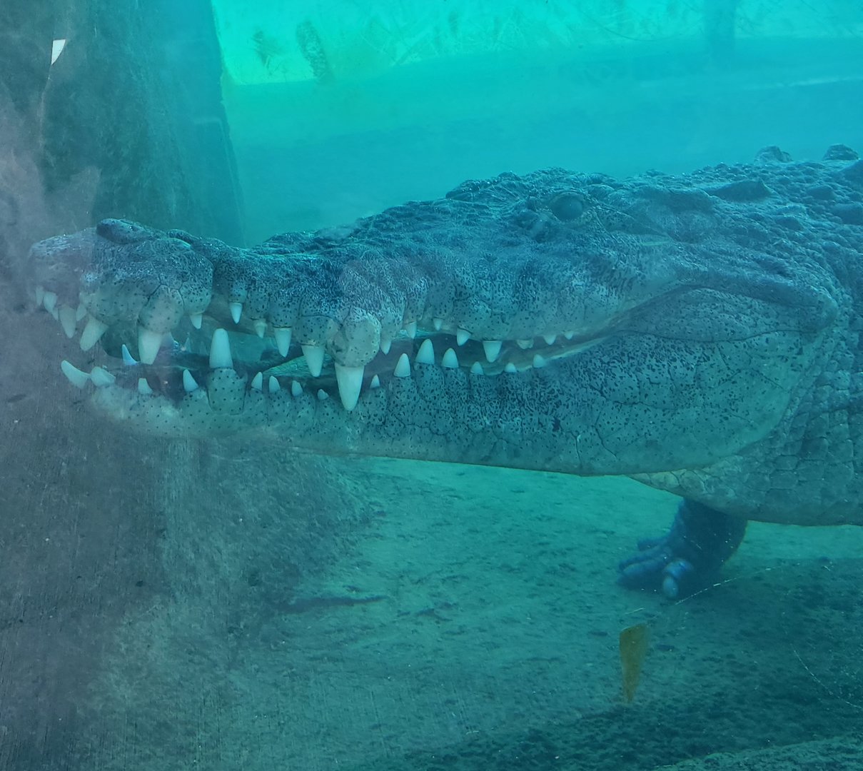 Zoo Miami - American Crocodile