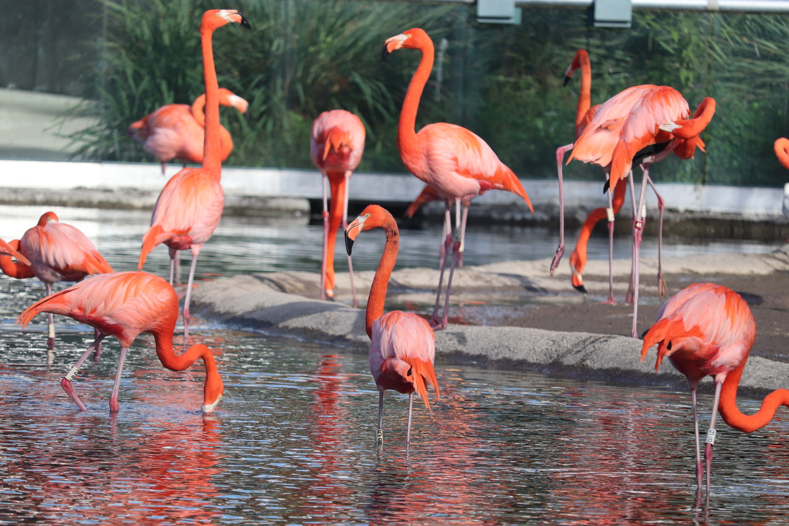 Zoo Miami - American Flamingo