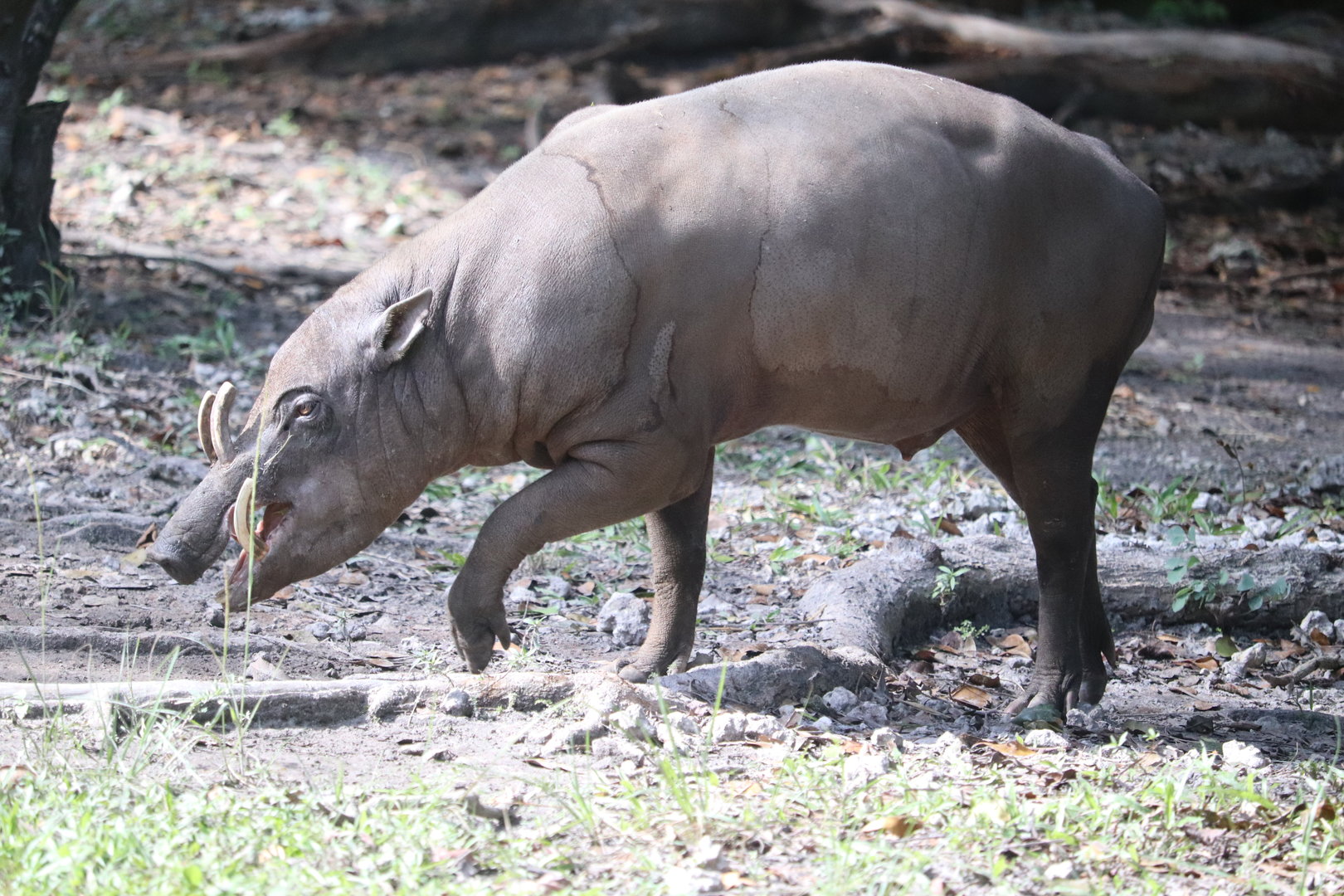 Zoo Miami - Babirusa