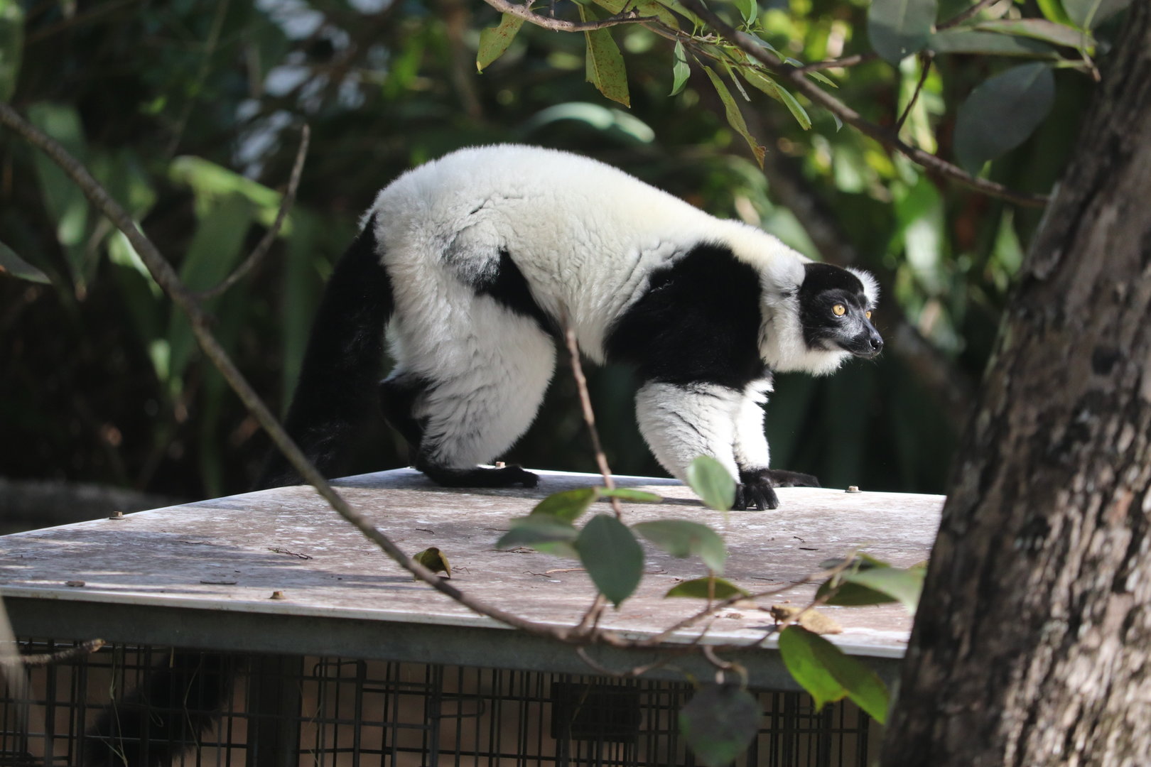 Zoo Miami - Black-and-White-Ruffed Lemur
