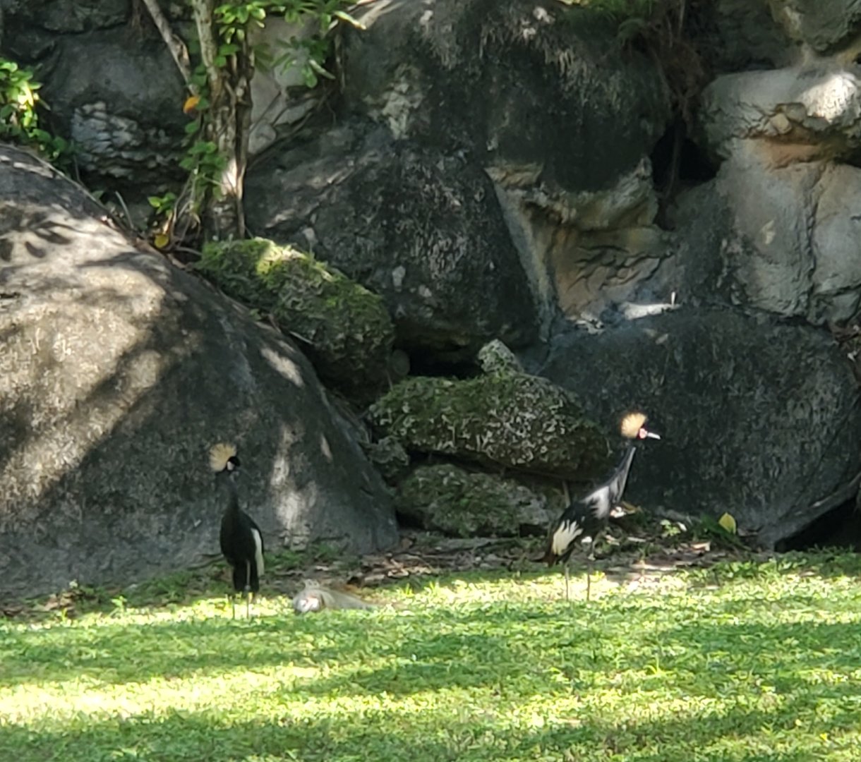 Zoo Miami - Black Crowned Cranes