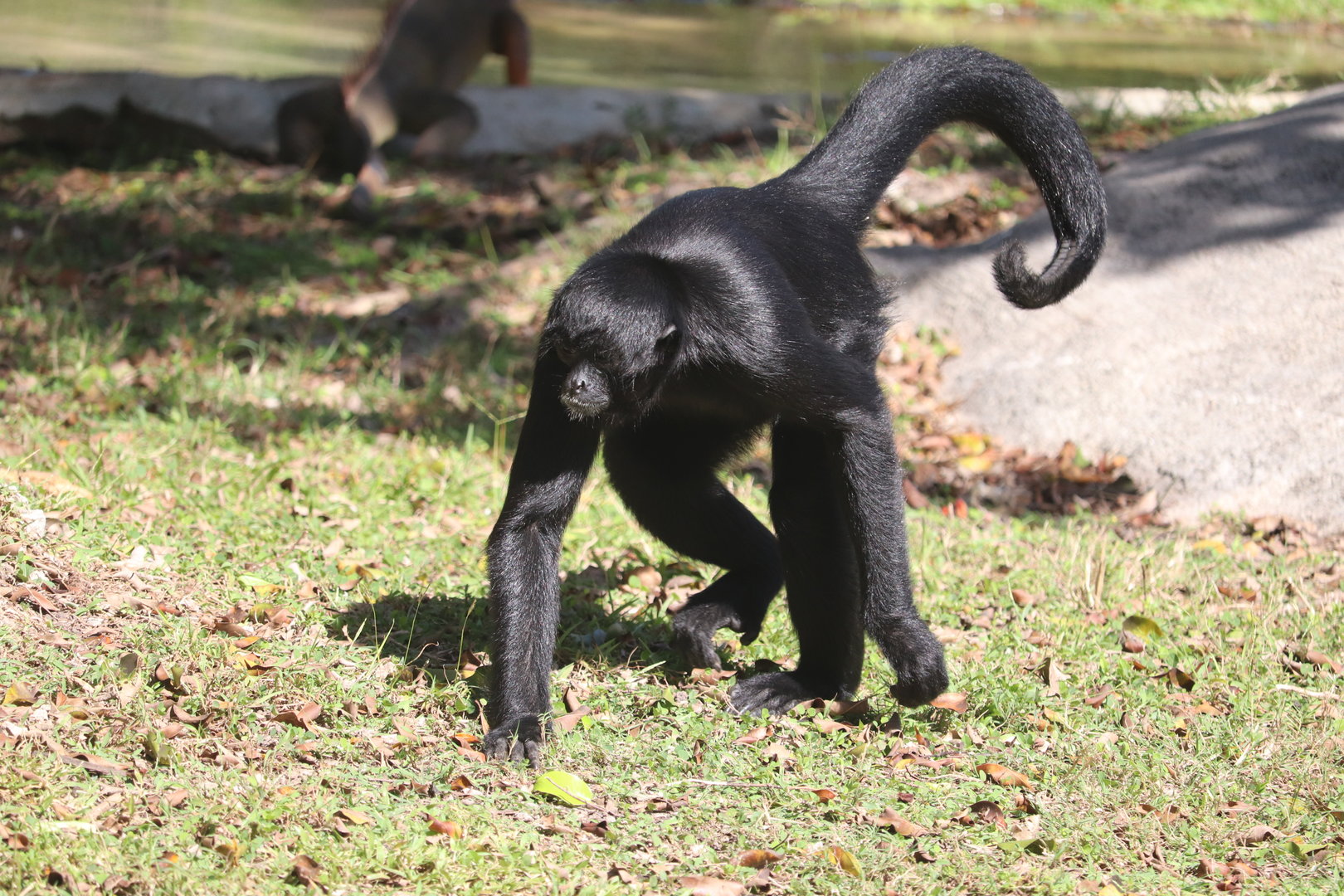 Zoo Miami - Black-Handed Spider Monkey