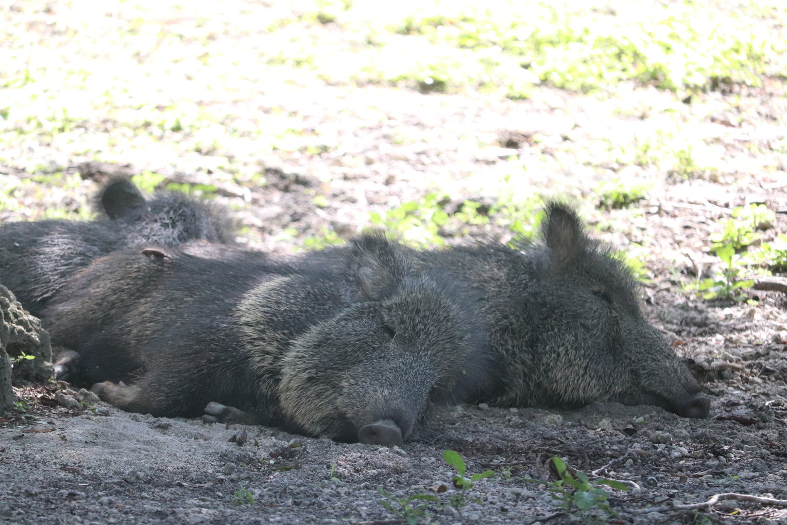 Zoo Miami - Chacoan Peccary