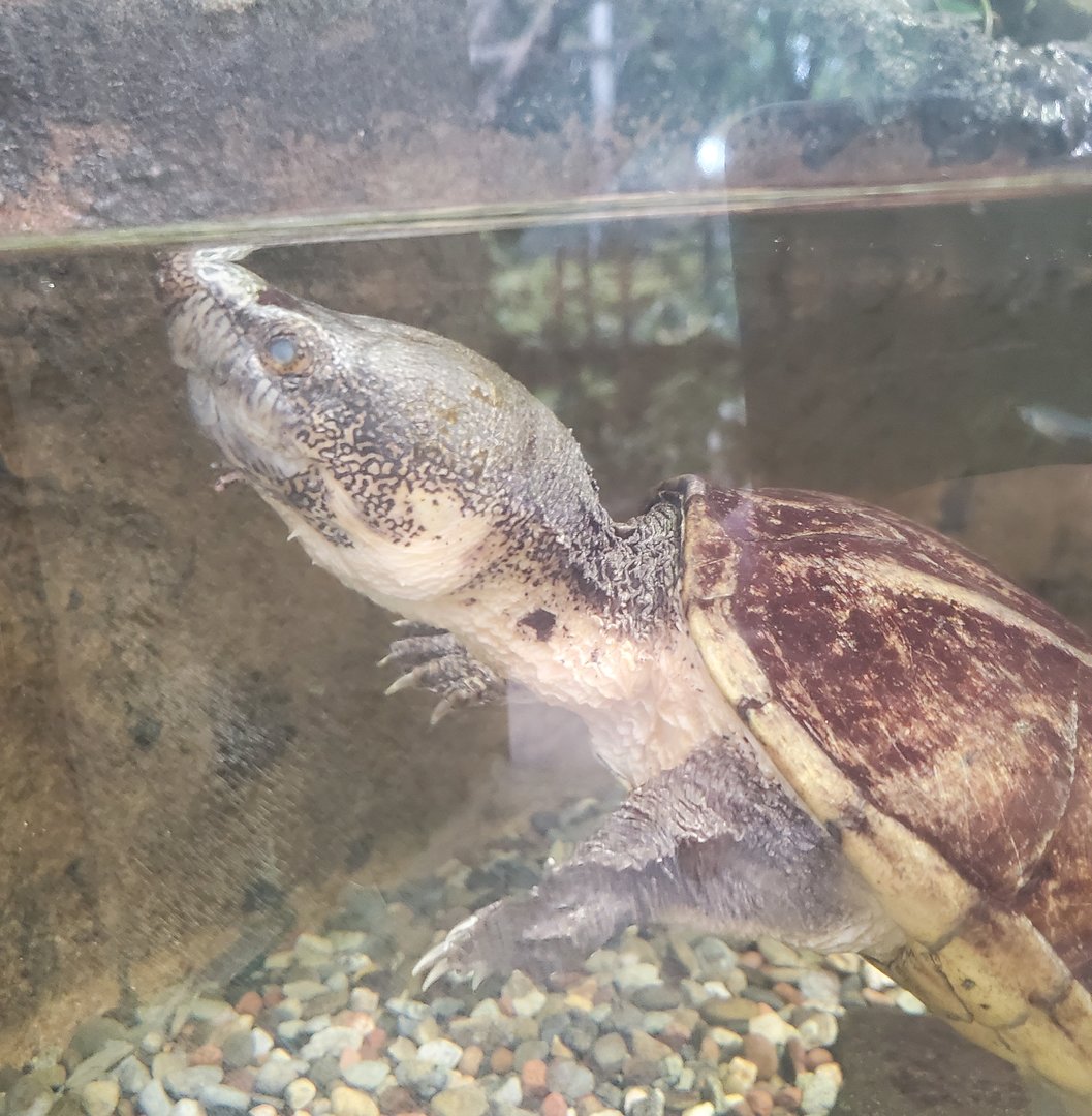 Zoo Miami - Chiapas Musk Turtle