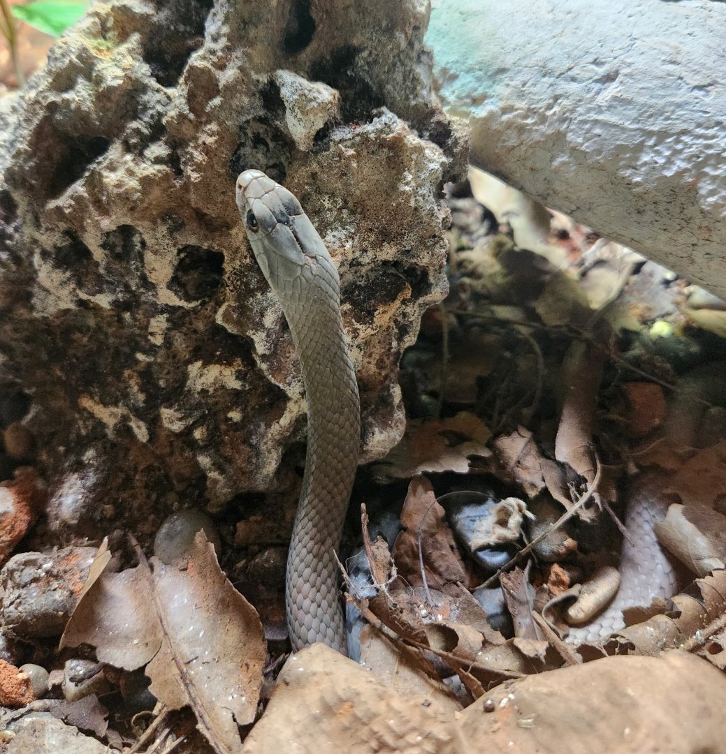 Zoo Miami - Cubophis cantherigerus