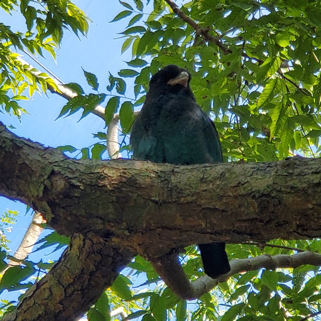 Zoo Miami - Dollar Roller