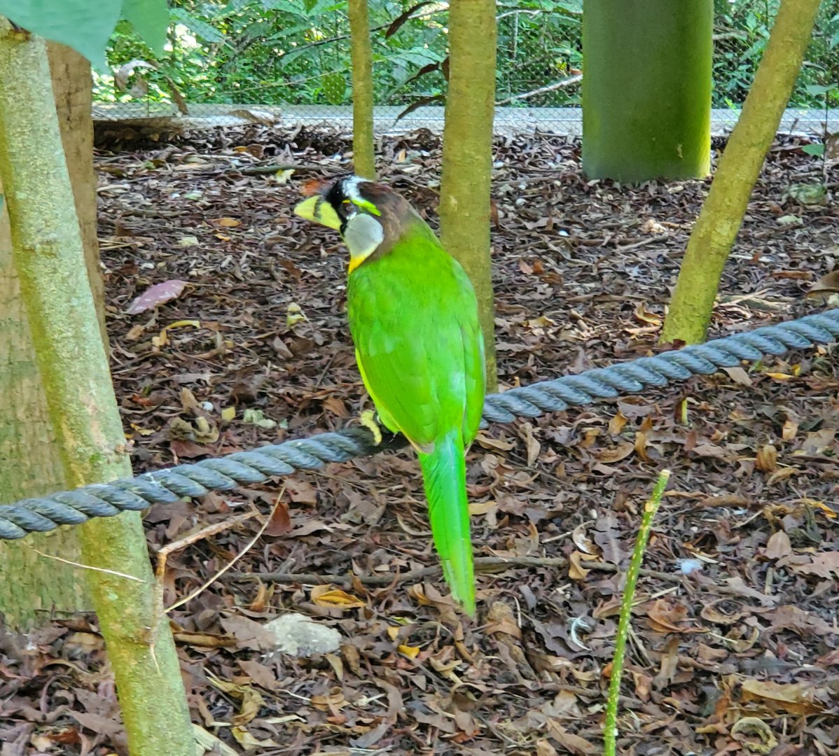 Zoo Miami - Fire-tufted Barbet