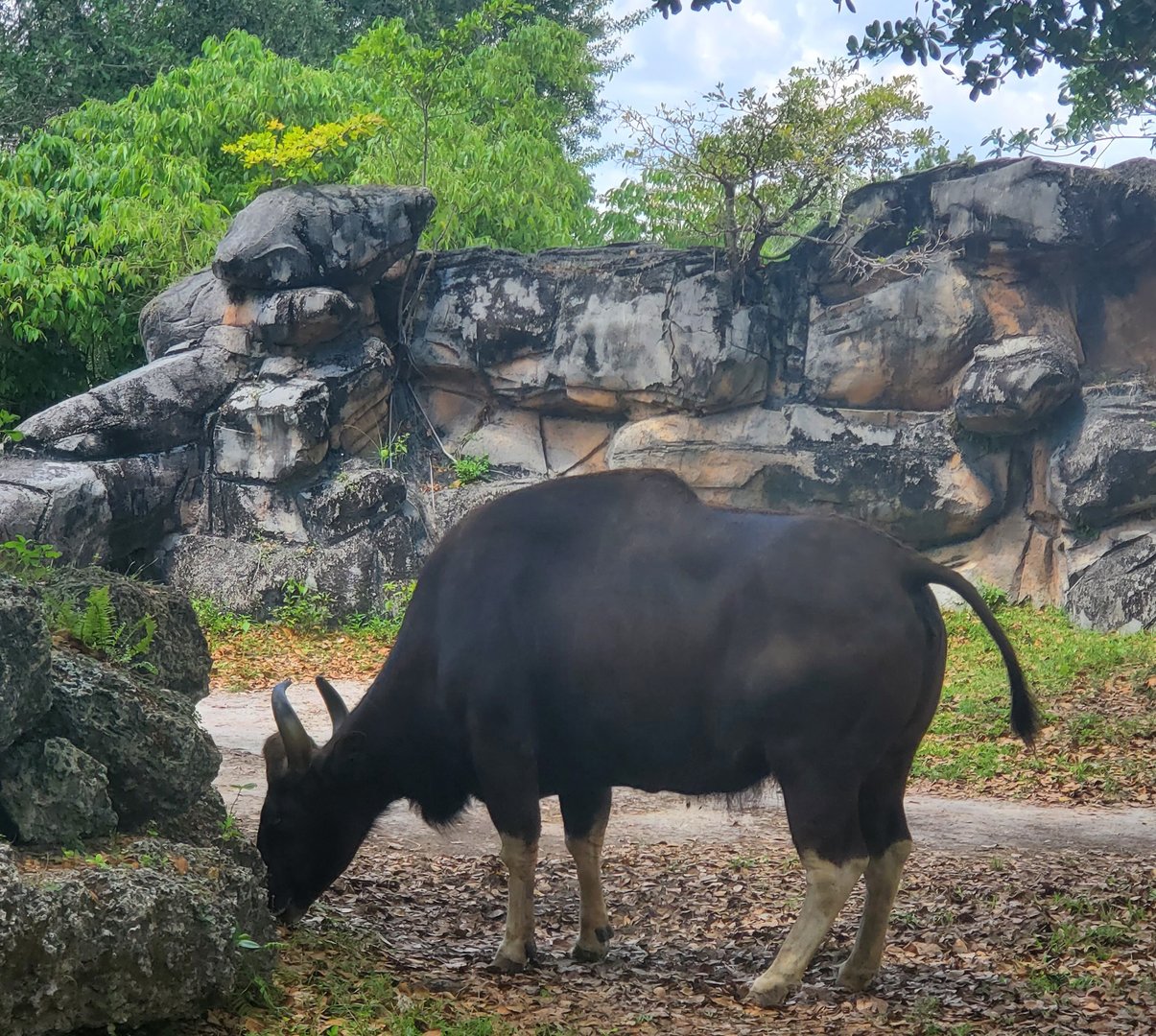 Zoo Miami - Gaur